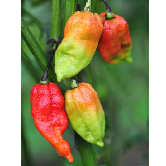 Ghost Pepper Tarot Garden + Gift Seed Packet - The Feral Market