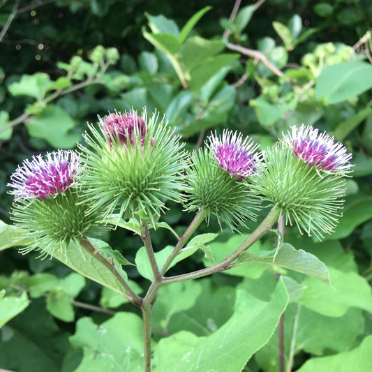 Burdock Tarot Garden + Gift Seed Packet - The Feral Market