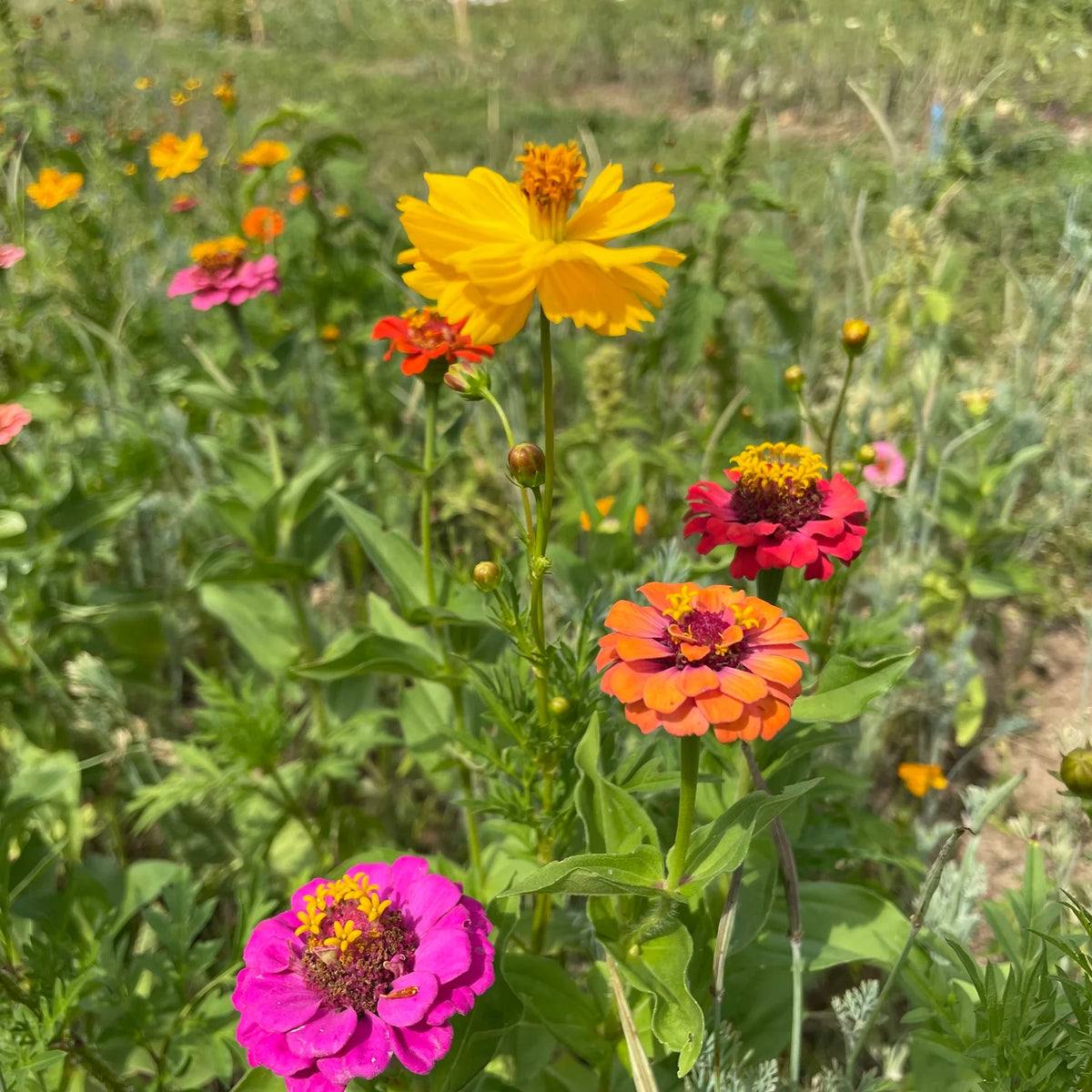 Bird Lover’s Meadow Mix Seed Shaker - The Feral Market
