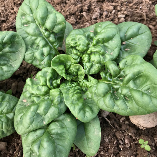 Abundant Bloomsdale Spinach - The Feral Market