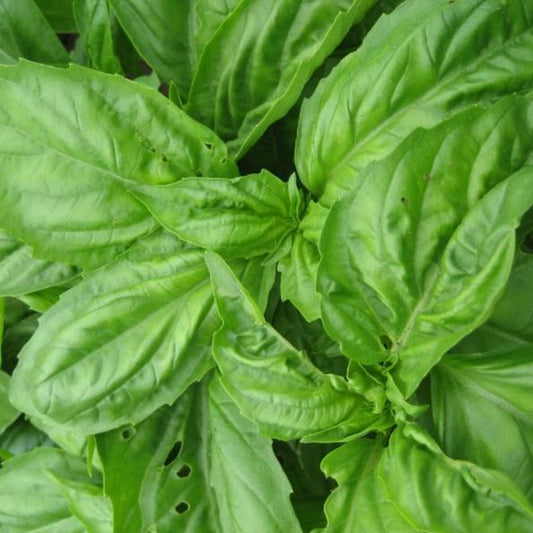 Genovese Basil
