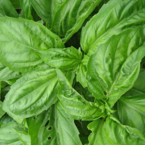 Genovese Basil - The Feral Market