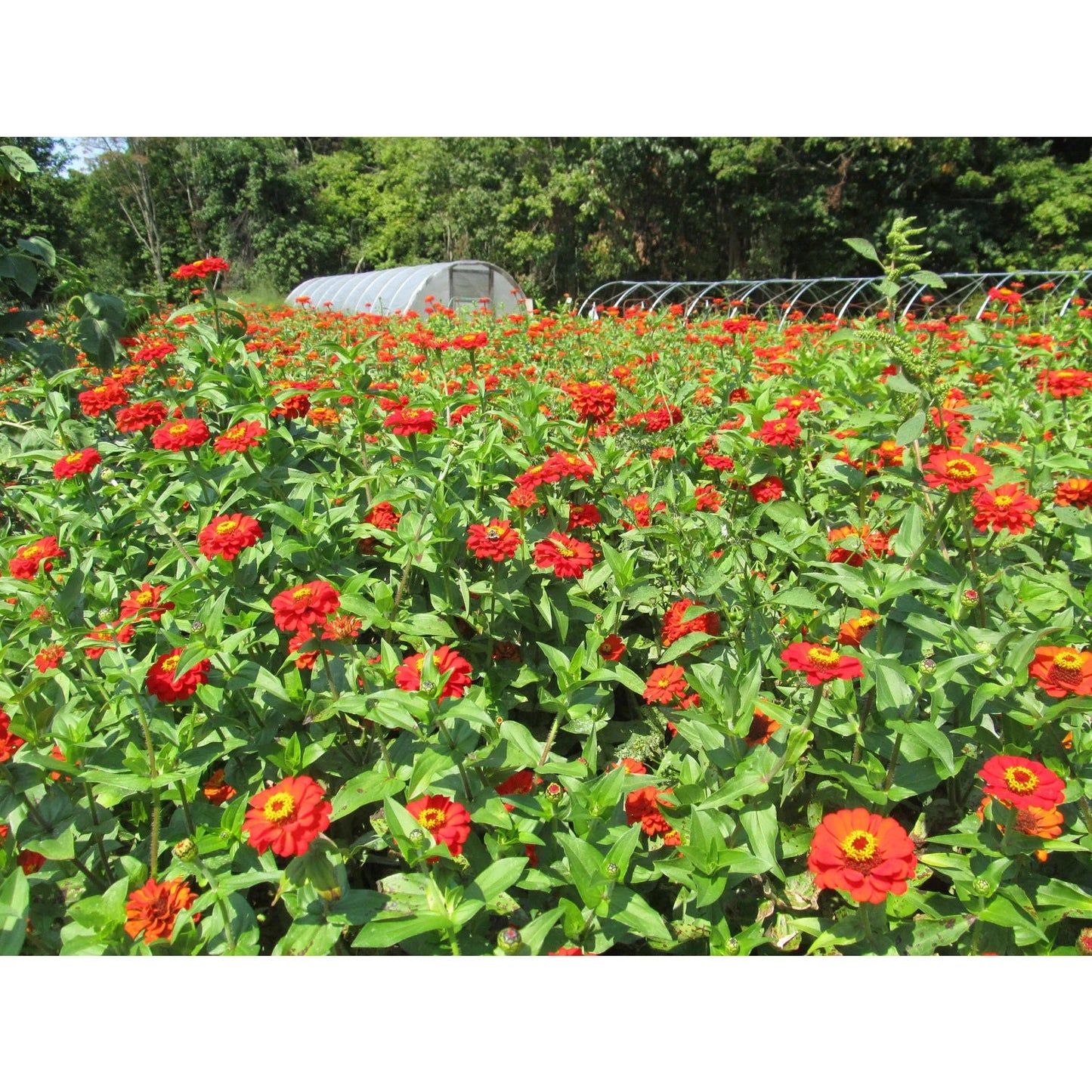 Gift Zinnia