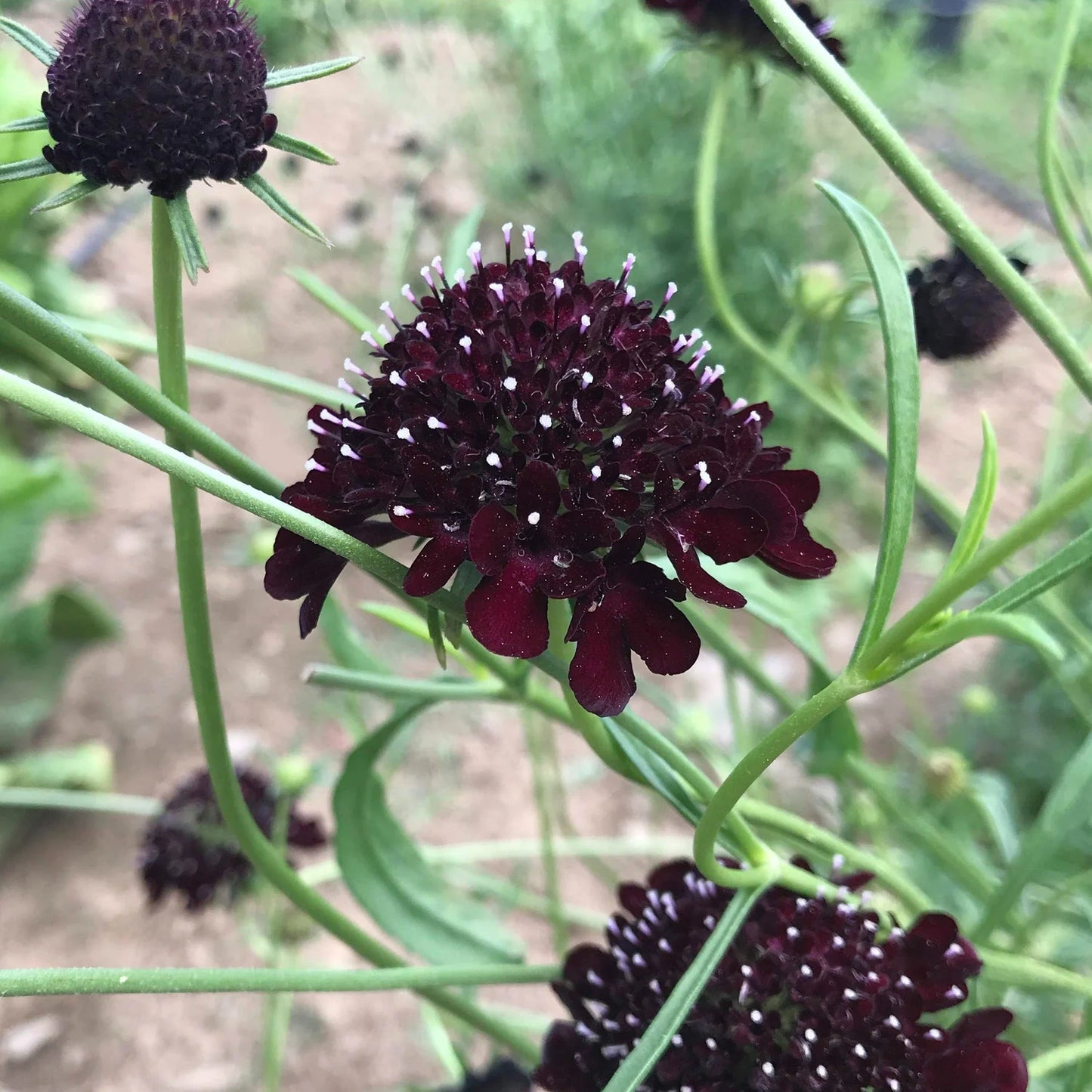 Goth Garden Flower Mix - The Feral Market