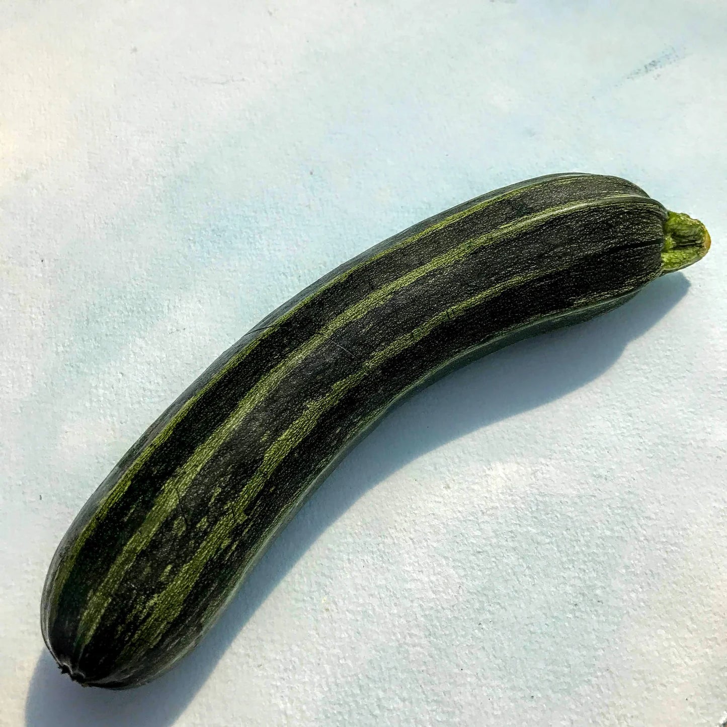 Cocozelle Zucchini - The Feral Market
