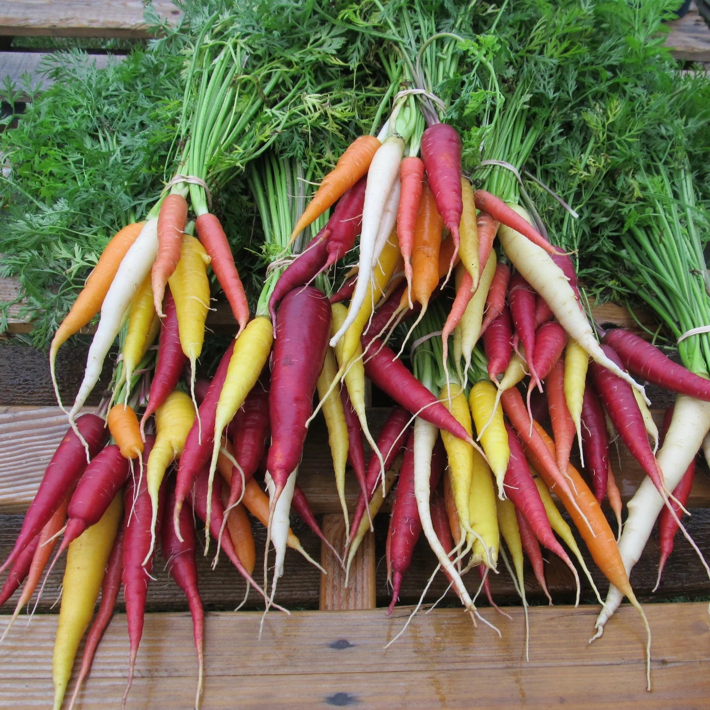 Kaleidoscope Carrot - The Feral Market
