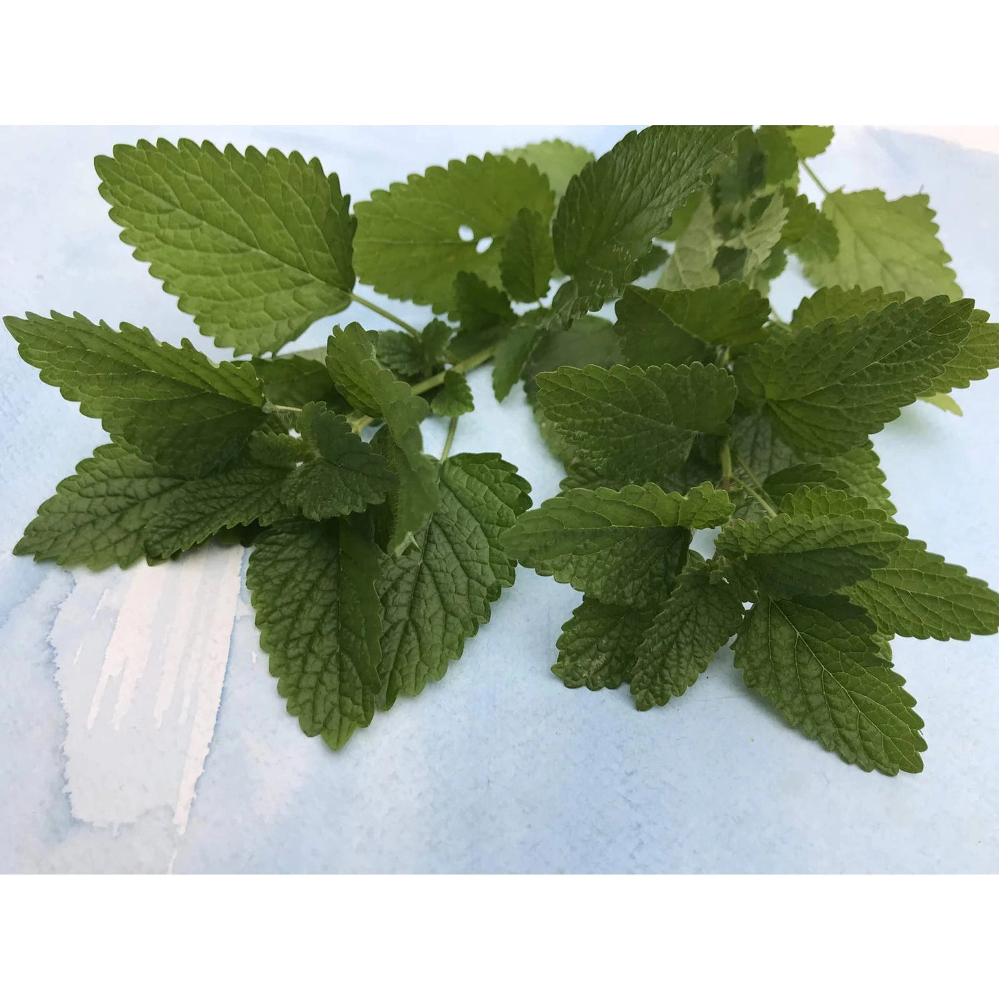 Lemon Balm