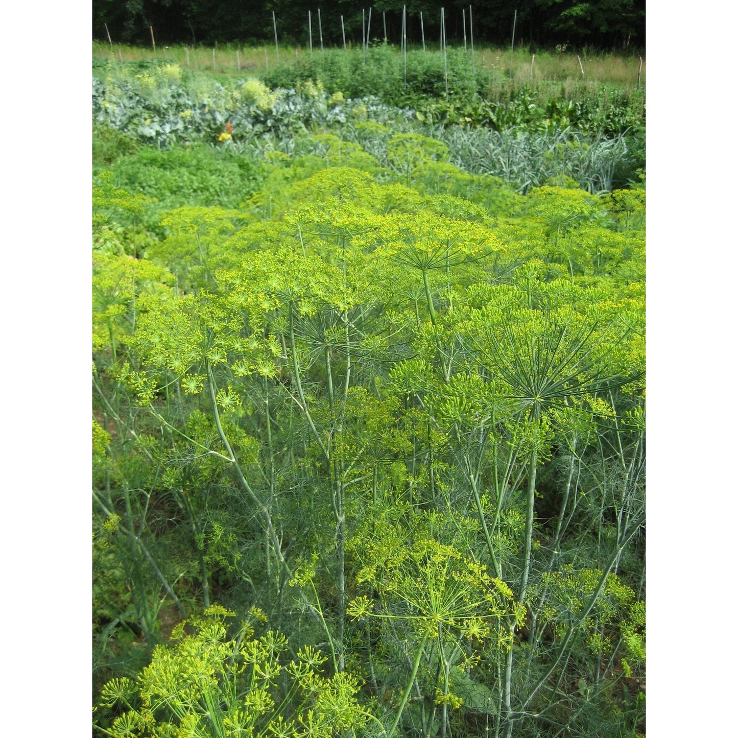 Mammoth Long Island Dill