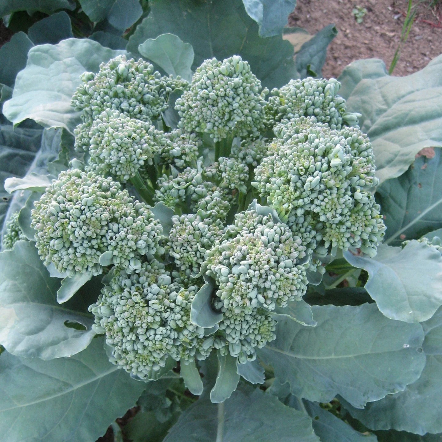 Piracicaba Broccoli