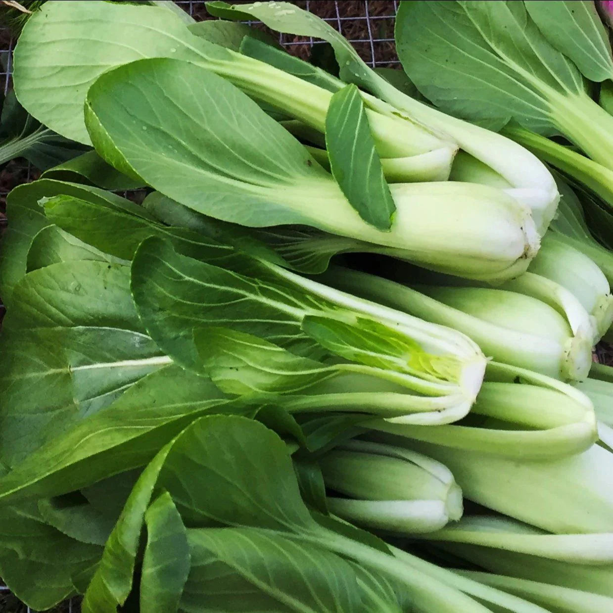 Shanghai Bok Choy - The Feral Market