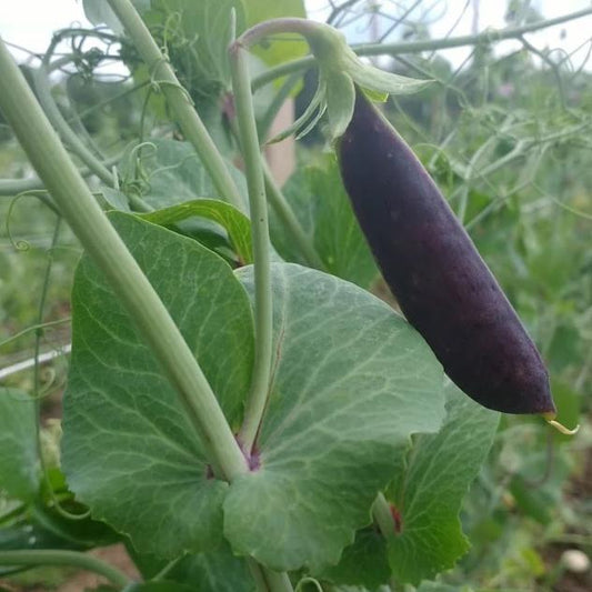 Sugar Magnolia Snap Pea - The Feral Market