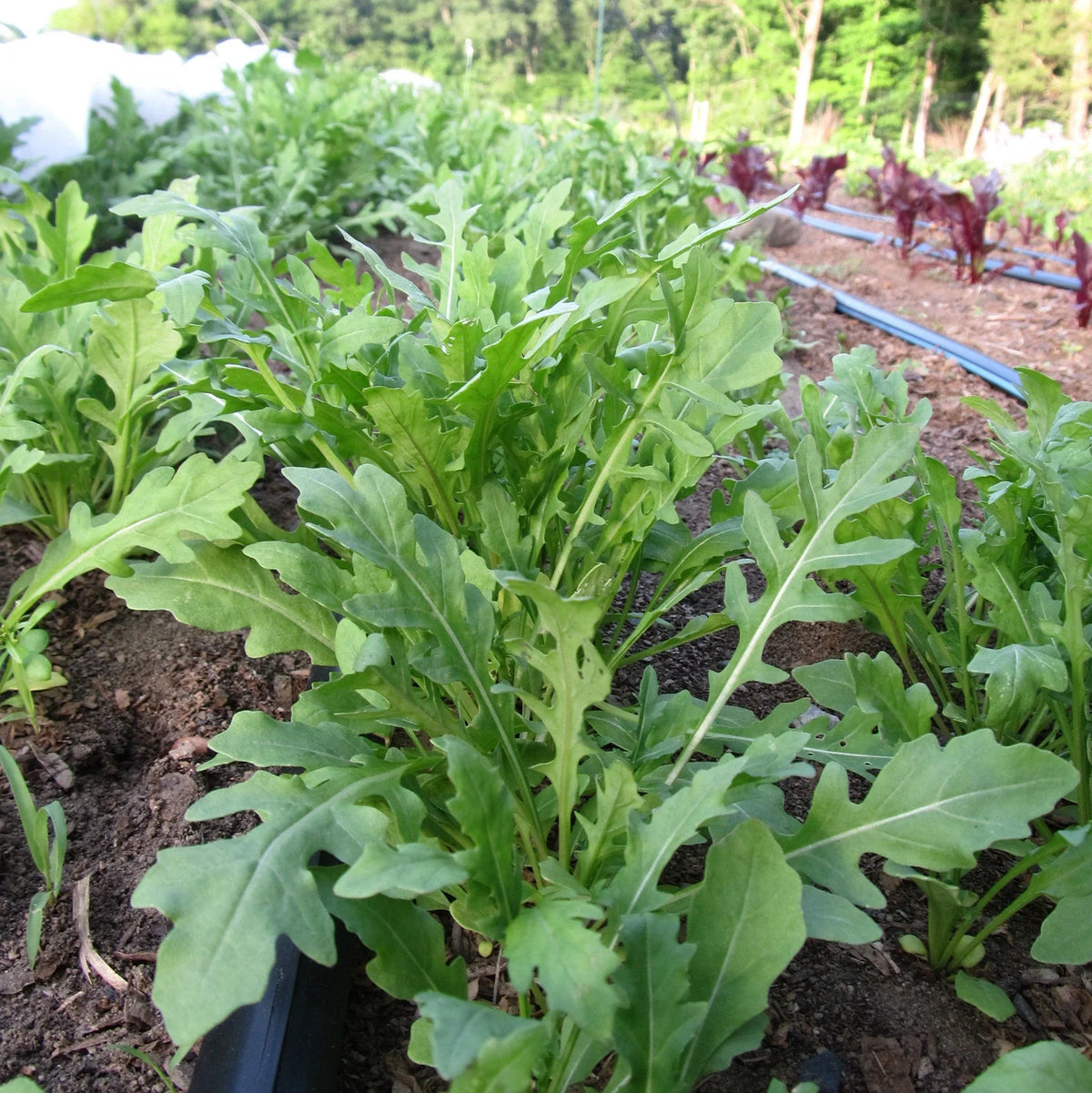 Wild Arugula
