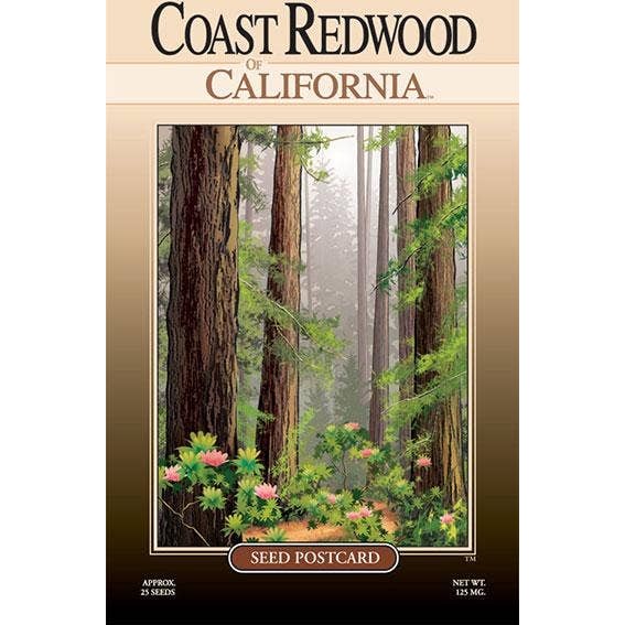 Coast Redwood Tree Seed Packet