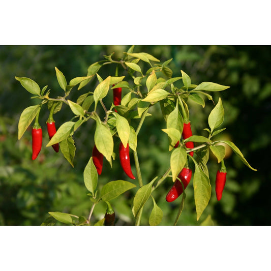 Cayenne Pepper Tarot Garden + Gift Seed Packet - The Feral Market
