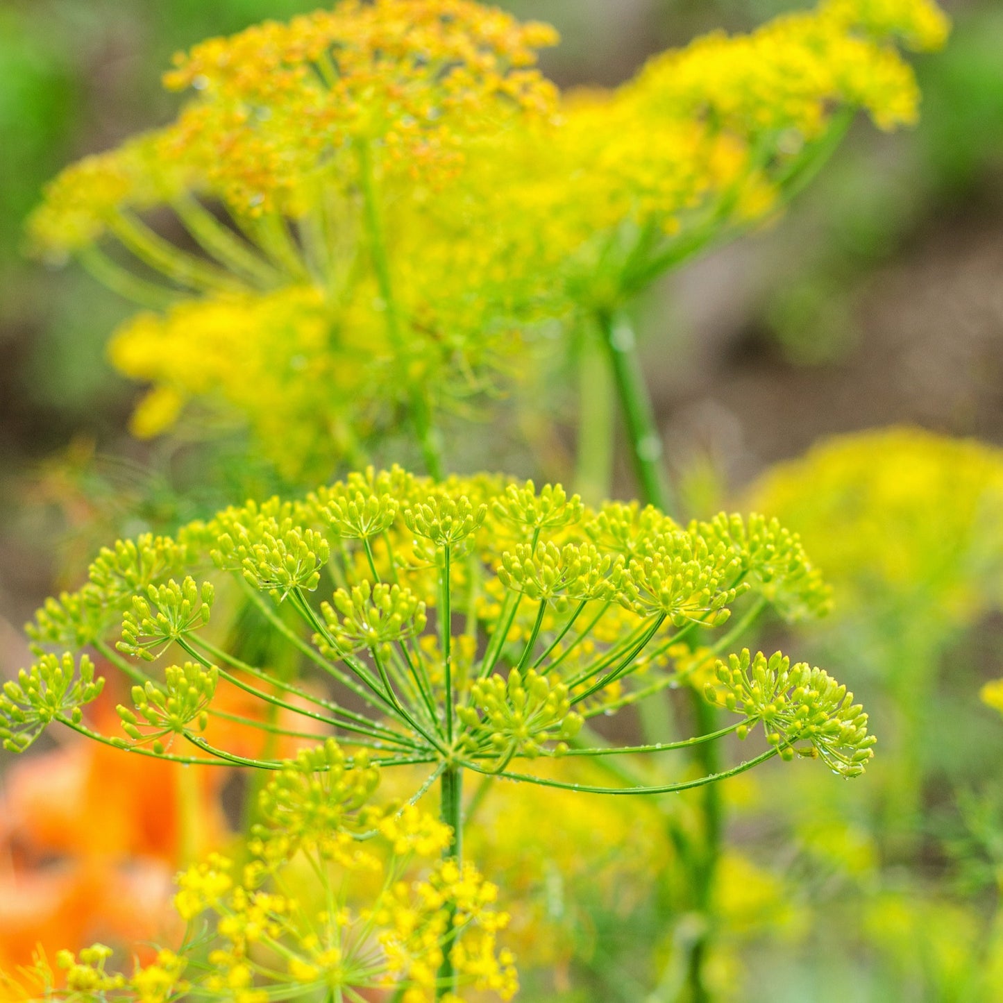 Bouquet Dill Tarot Garden + Gift Seed Packet - The Feral Market