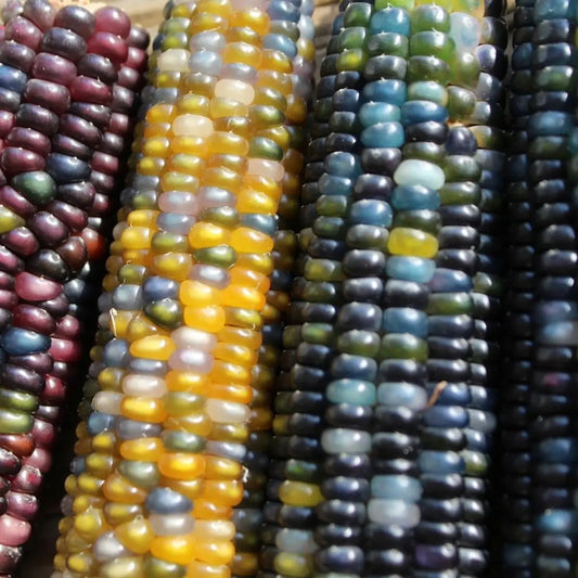 Glass Gem Corn Tarot Garden + Gift Seed Packet - The Feral Market