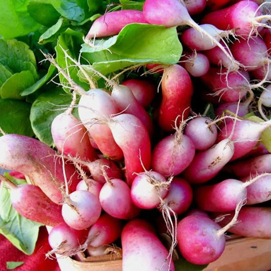 French Breakfast Radish Tarot Garden + Gift Seed Packet - The Feral Market