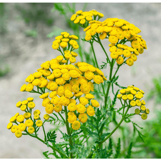 Tansy Tarot Garden + Gift Seed Packet - The Feral Market