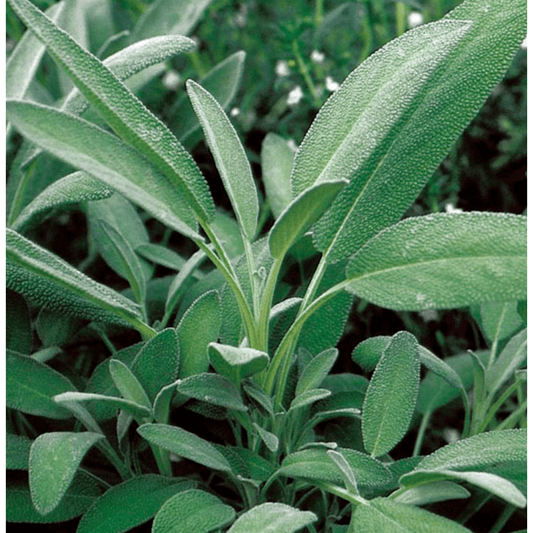 Broadleaf Sage Tarot Garden + Gift Seed Packet - The Feral Market