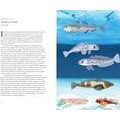 Around the Ocean in 80 Fish and other Sea Life