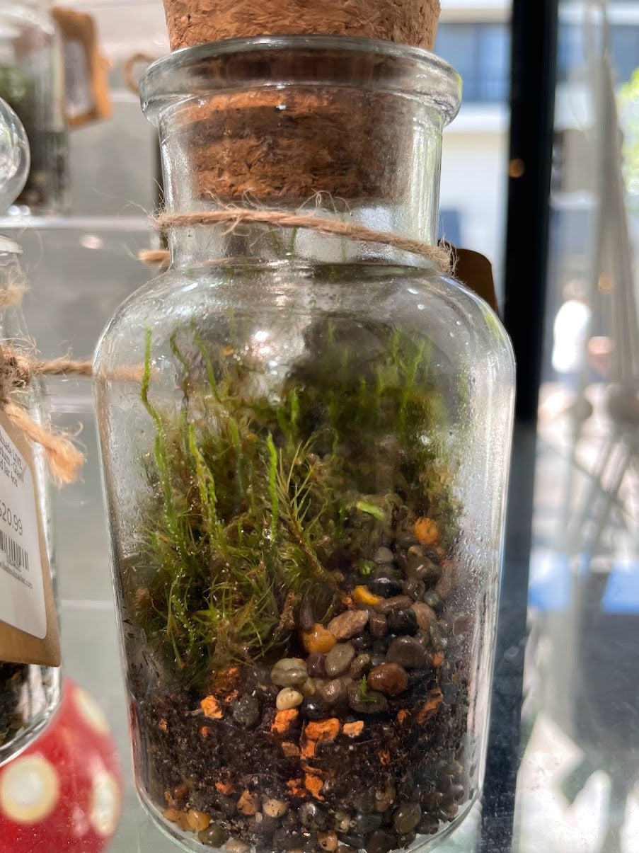 Terrariums Care