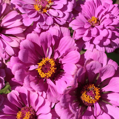 Cottage Garden Mix