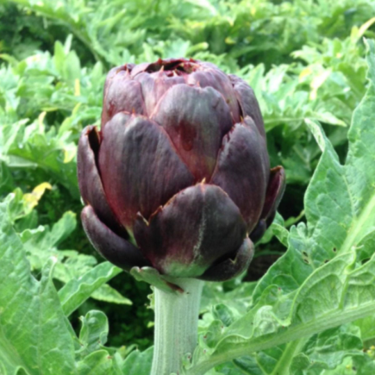 The Feral Market Purple Artichoke Tarot Garden Seed Packet - Thumbnail 4