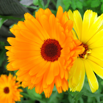 Calendula Tarot Seed Packet