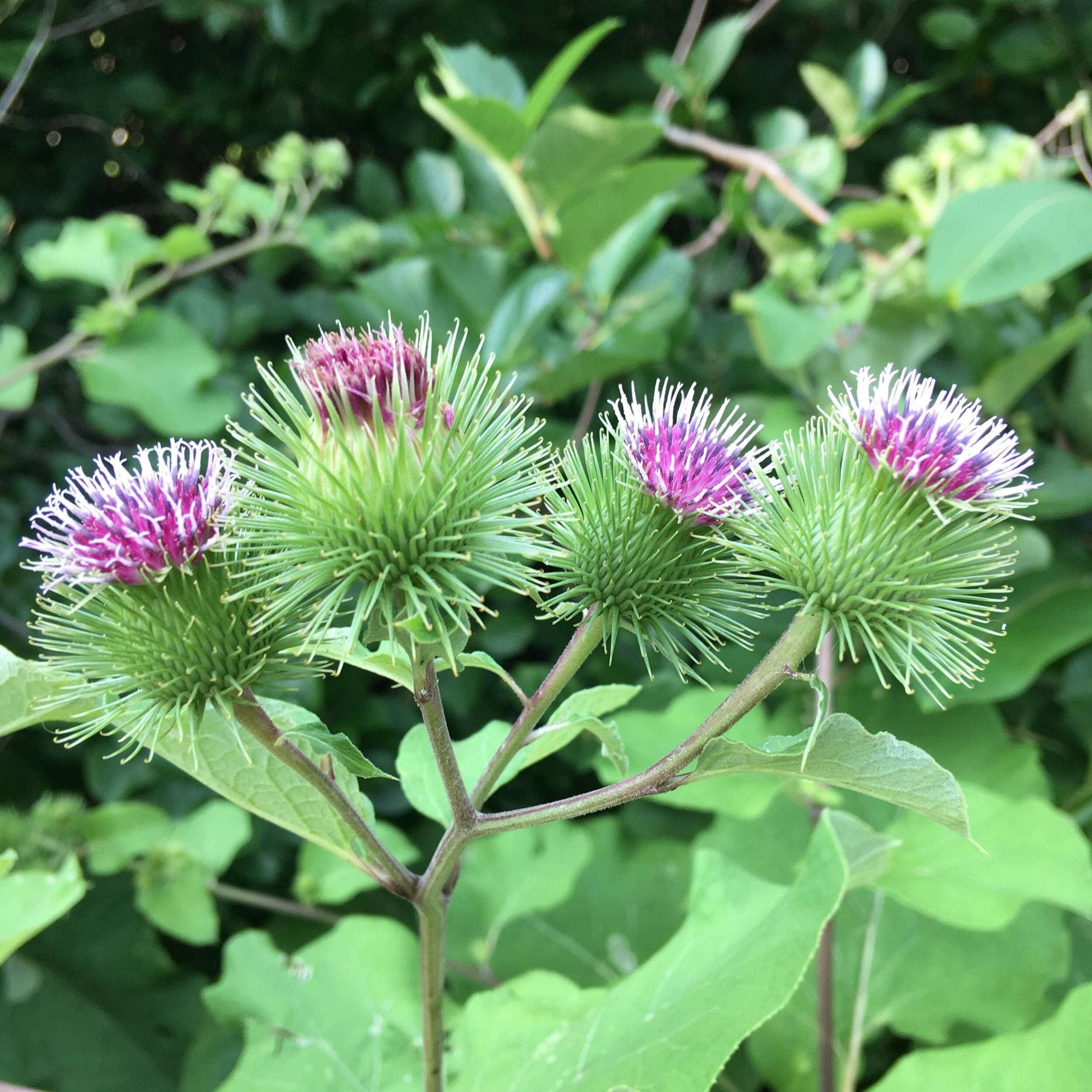 The Feral Market Burdock Tarot Garden Seed Packet - Thumbnail 4
