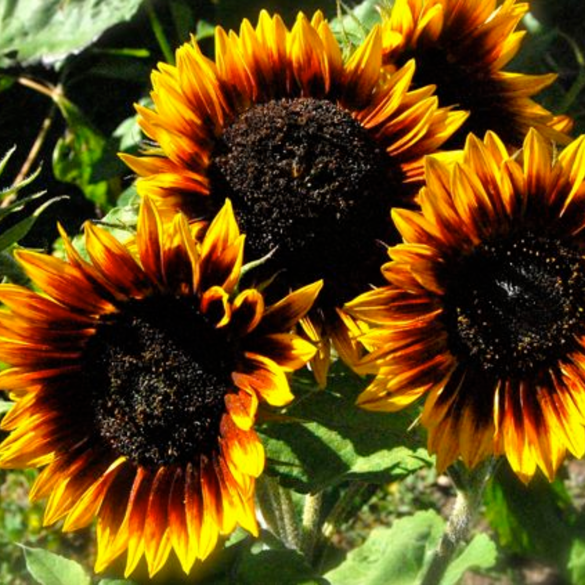 The Feral Market Sunflower Ring of Fire Seed Packet - Thumbnail 2