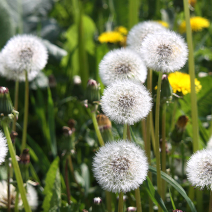 Dandelion Tarot Seed Packet