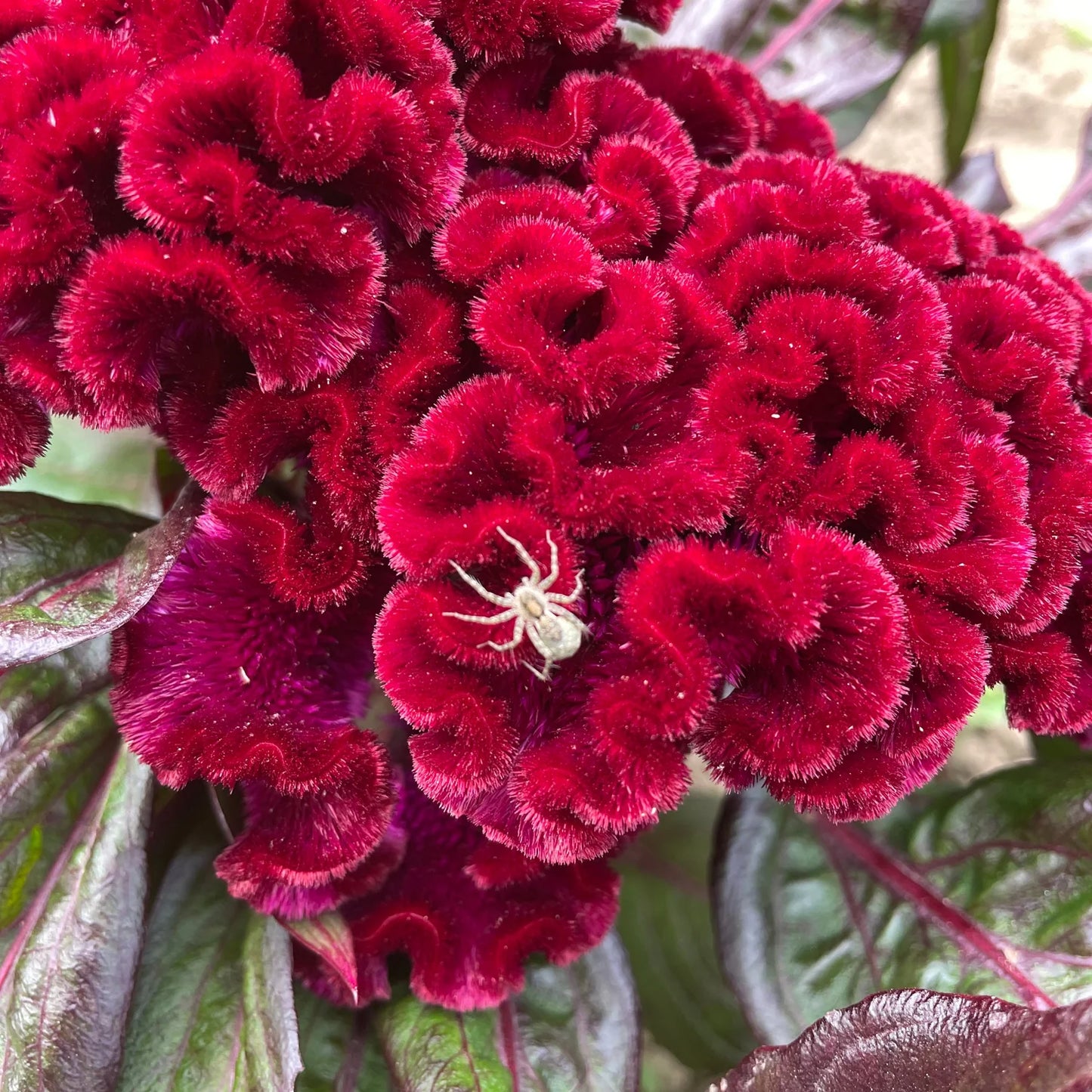 Goth Garden Flower Mix - The Feral Market