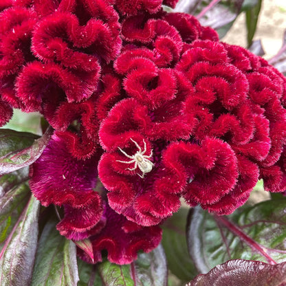 Goth Garden Flower Mix - The Feral Market