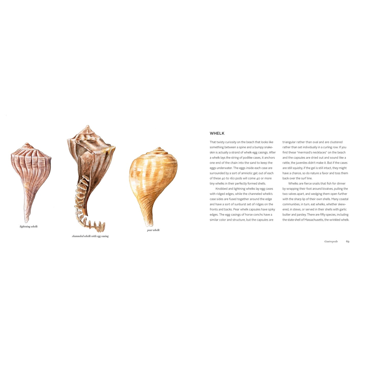 The Beachcomber's Companion