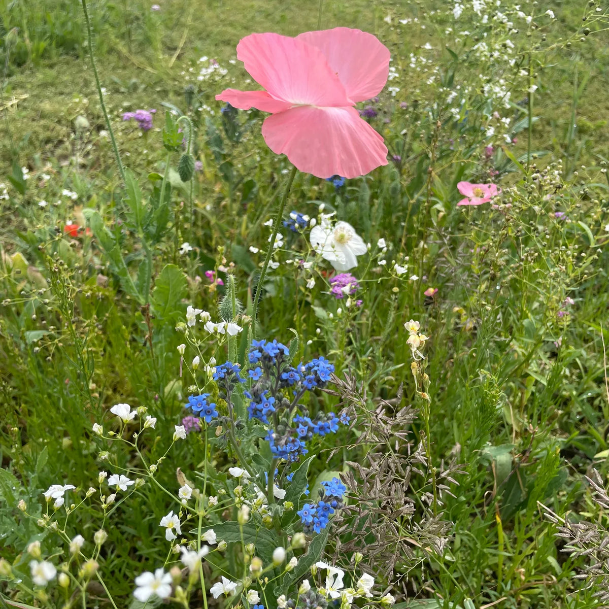 Shady Meadow Mix Seed Shaker - The Feral Market