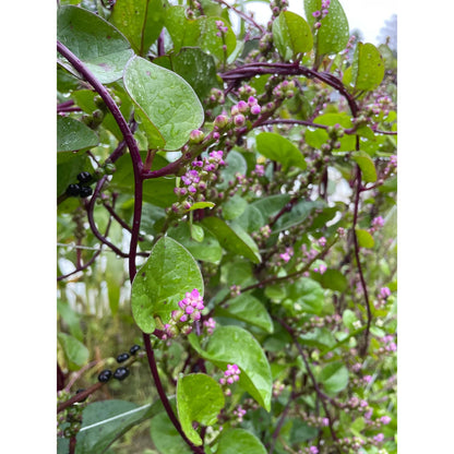 Red Malabar Spinach