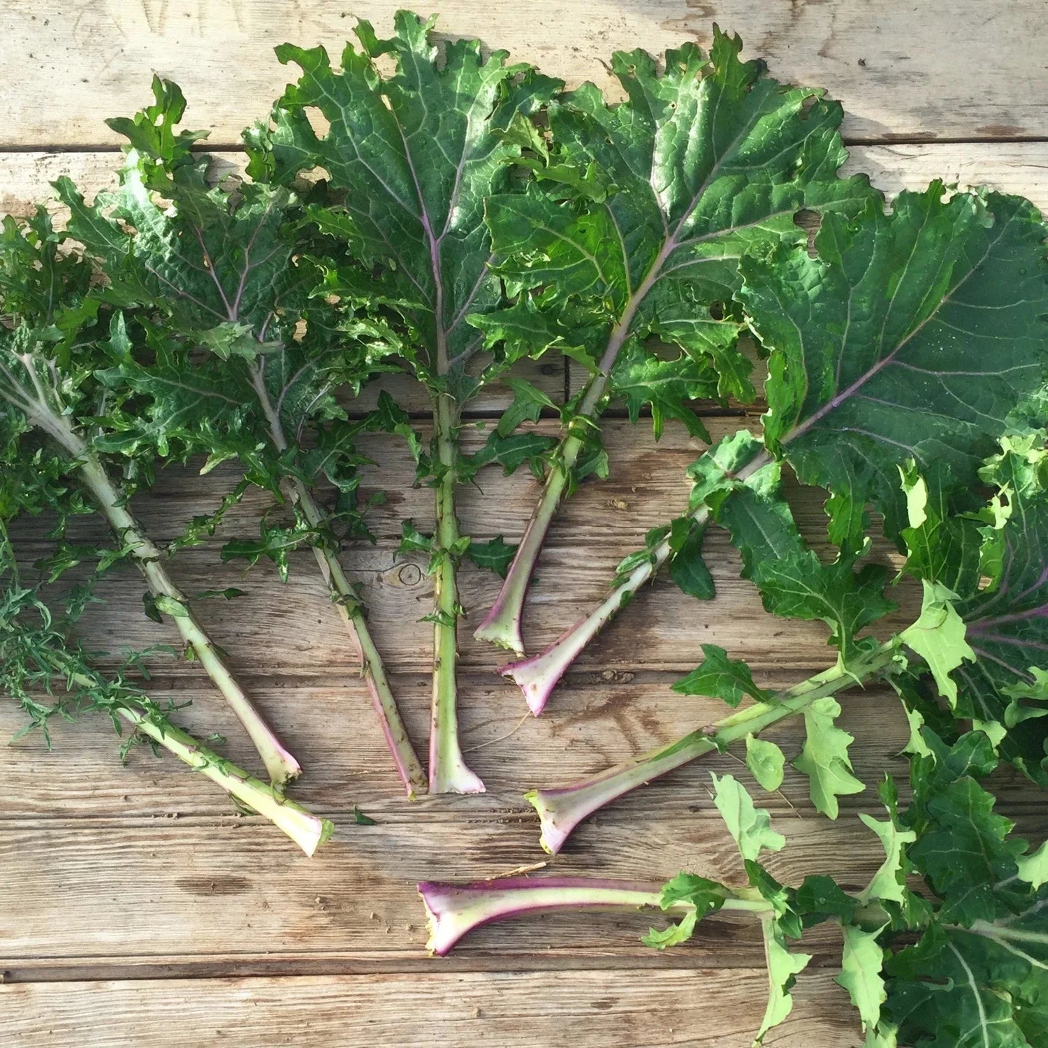 All Stars Kale - The Feral Market