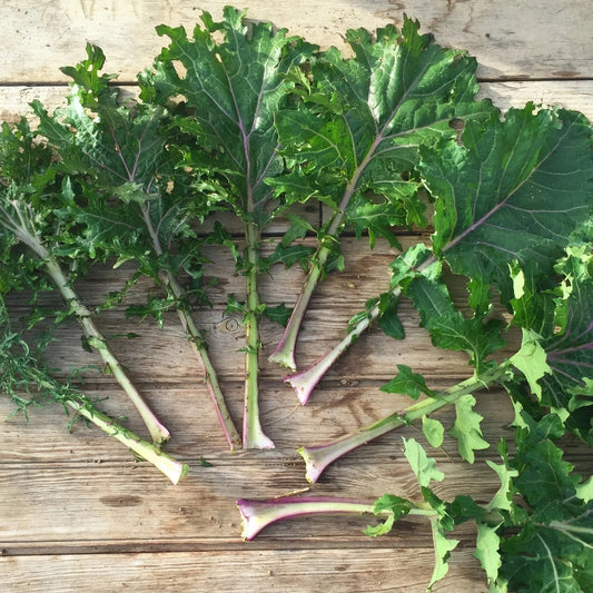 All Stars Kale - The Feral Market