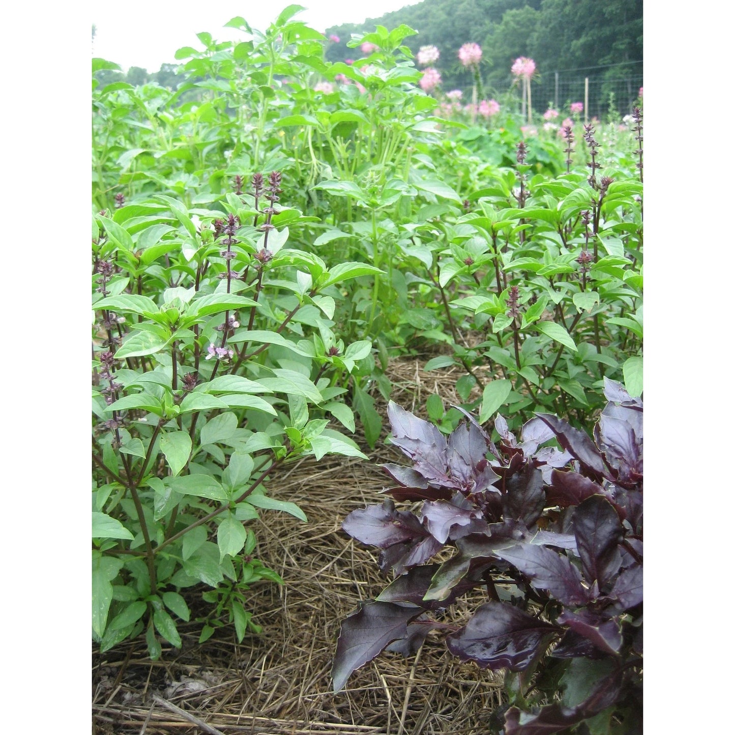 Basil Bouquet