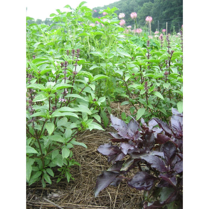 Basil Bouquet