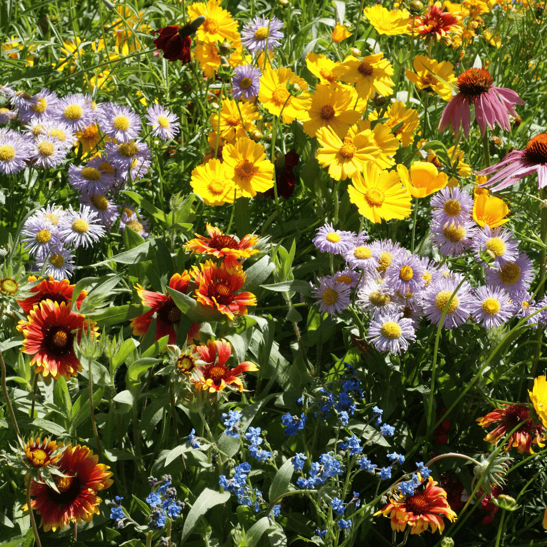 Bee Friendly Meadow Mix Seed Shaker - The Feral Market