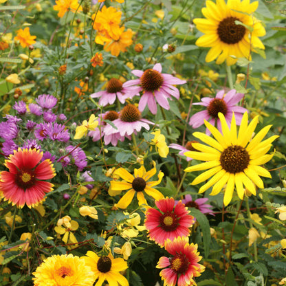 Bird Lover’s Meadow Mix Seed Shaker - The Feral Market