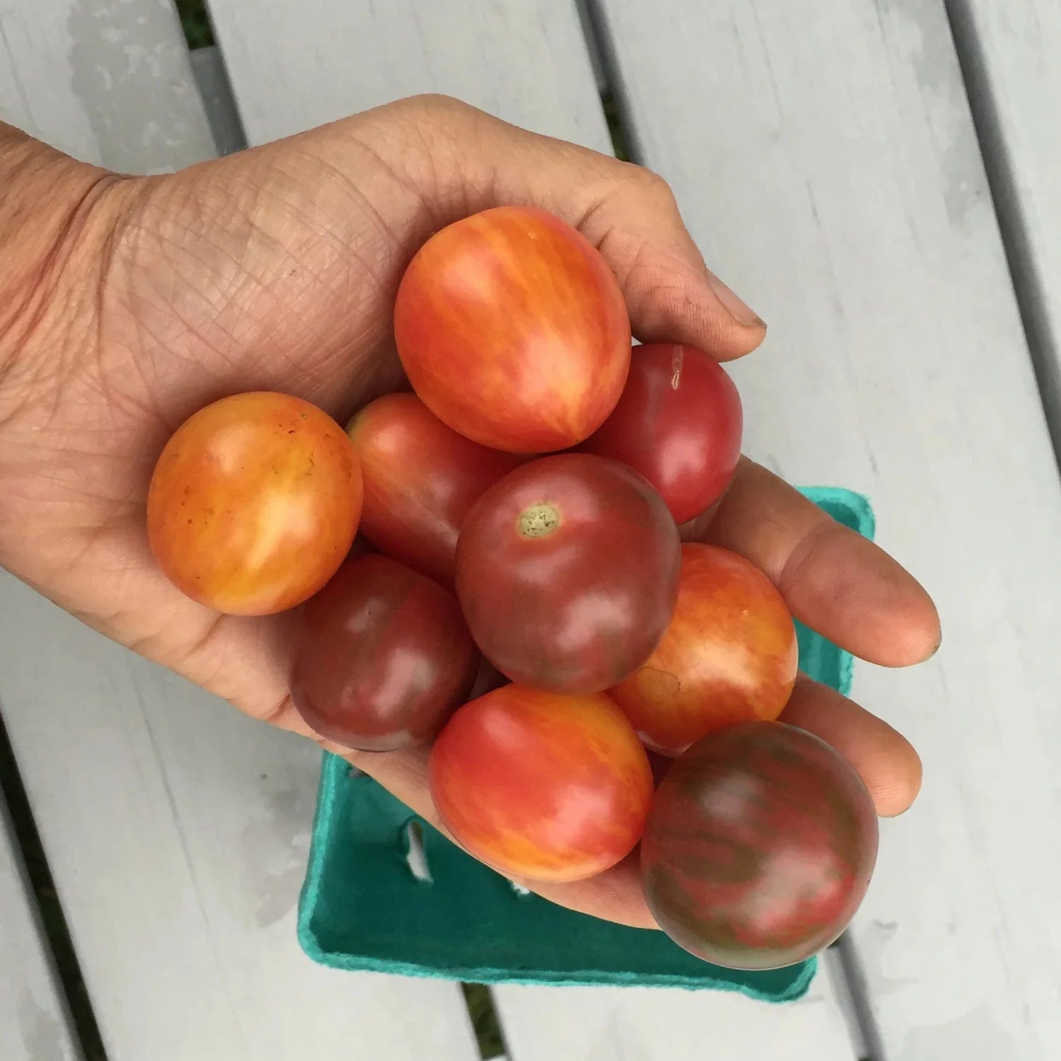 Hudson Valley Seed Co. Bumble Bee Mix Cherry Tomato - Thumbnail 3