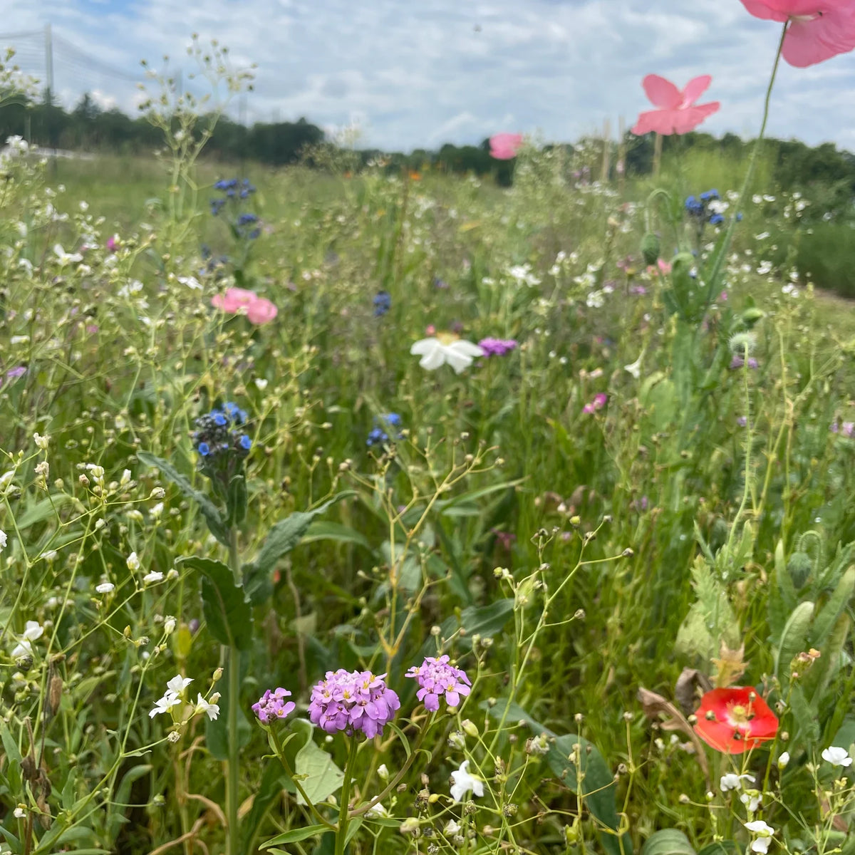 Shady Meadow Mix Seed Shaker - The Feral Market