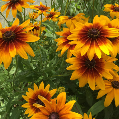 Campfire Rudbeckia