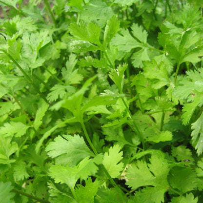 Cilantro