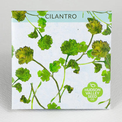 Cilantro