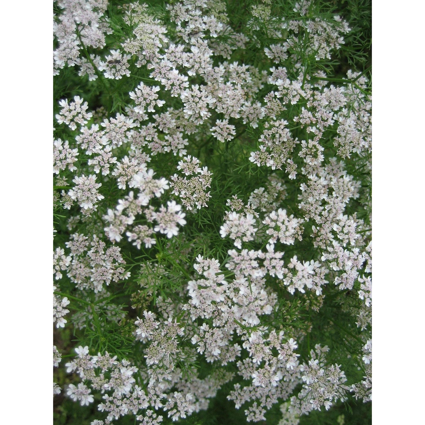 Cilantro
