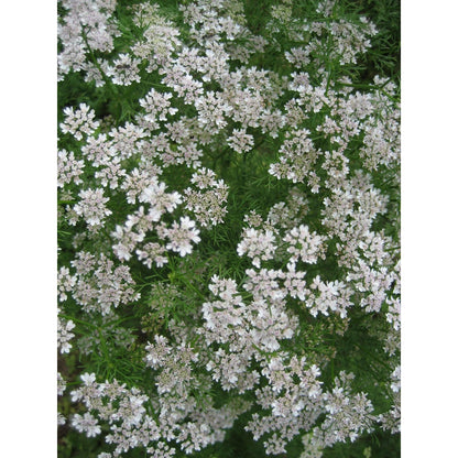 Cilantro