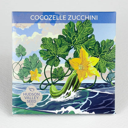 Cocozelle Zucchini - The Feral Market